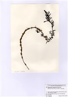 藏品(日本黑頂藻)的圖片